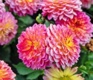 Fruit Punch yıldız çiçeği fidesi dahlia lubega power