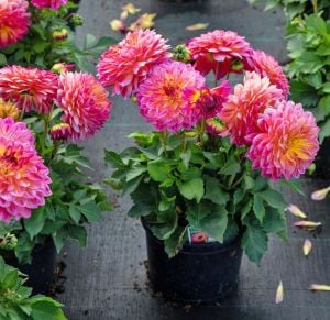Fruit Punch yıldız çiçeği fidesi dahlia lubega power