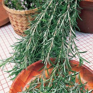 Mavi biberiye fidesi dona dayanıklı blue winter rosemary officinalis