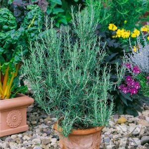 Mavi biberiye fidesi dona dayanıklı blue winter rosemary officinalis