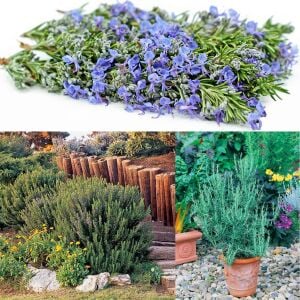 Mavi biberiye fidesi dona dayanıklı blue winter rosemary officinalis