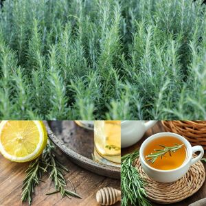 Mavi biberiye fidesi dona dayanıklı blue winter rosemary officinalis