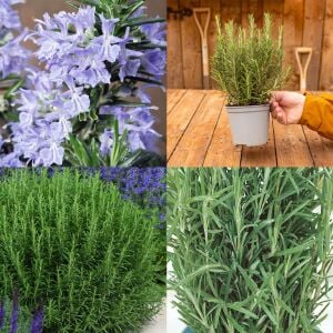 Mavi biberiye fidesi dona dayanıklı blue winter rosemary officinalis