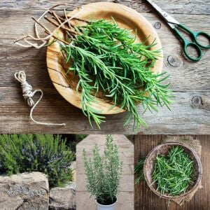 Mavi biberiye fidesi dona dayanıklı blue winter rosemary officinalis