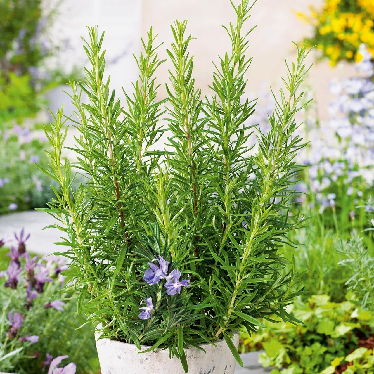 Mavi biberiye fidesi dona dayanıklı blue winter rosemary officinalis