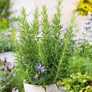 Biberiye rosemary | Zengarden - Türkiye'nin tercih ettiği