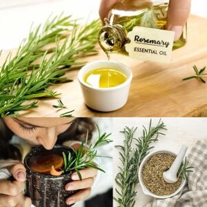 Mavi biberiye fidesi dona dayanıklı blue winter rosemary officinalis
