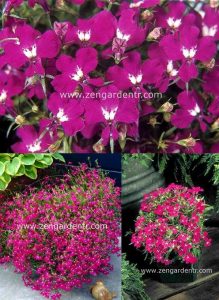 Kırmızı pembe lobelya fidesi riviera rose
