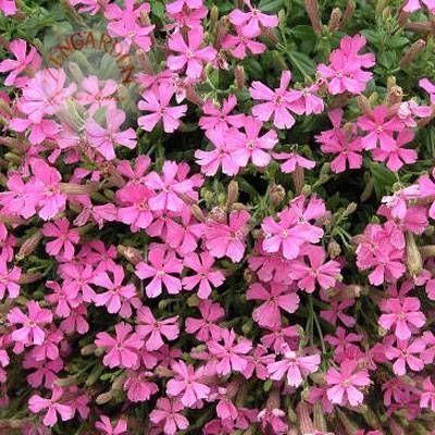 Sarkan silene tohumu maroon rosea askı sepet saksıya uygun silene pendula