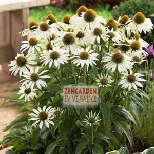 Beyaz ekinezya soğanı white swan echinacea