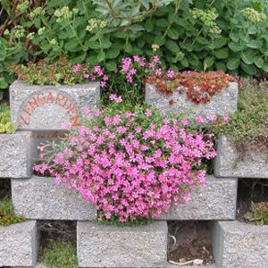 Sarkan silene tohumu maroon rosea askı sepet saksıya uygun silene pendula
