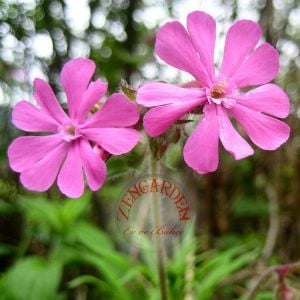 Sarkan silene tohumu maroon rosea askı sepet saksıya uygun silene pendula