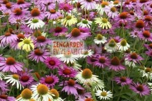 Beyaz ekinezya soğanı white swan echinacea