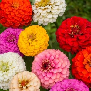 Katmerli zinniya tohumu kirli hanım çiçeği renkli karışım