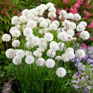 Armeria ballerina fidesi beyaz çiçekli saksıda