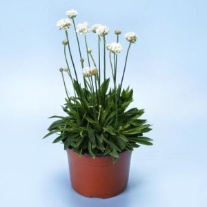 Armeria ballerina fidesi beyaz çiçekli saksıda