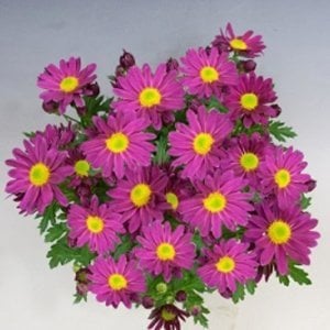 3 renk pemba krizantem fidesi kasımpatı mix chrysanthemum