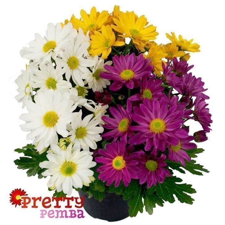 3 renk pemba krizantem fidesi kasımpatı mix chrysanthemum