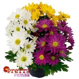3 renk pemba krizantem fidesi kasımpatı mix chrysanthemum