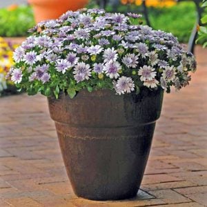 3 renk katlı bodrum papatyası fidesi 3 adet fide