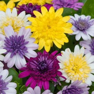 3 renk katlı bodrum papatyası fidesi 3 adet fide