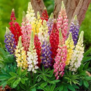 Gallery lupin fidesi aynı yıl çiçeklenir çok renkli karışım