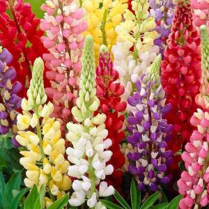 Gallery lupin fidesi aynı yıl çiçeklenir çok renkli karışım