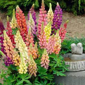 Gallery lupin fidesi aynı yıl çiçeklenir çok renkli karışım
