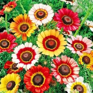 Çingene eteği 3 renkli papatya tohumu tricolor daisy