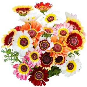 Çingene eteği 3 renkli papatya tohumu tricolor daisy