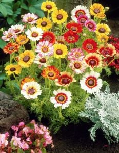 Çingene eteği 3 renkli papatya tohumu tricolor daisy