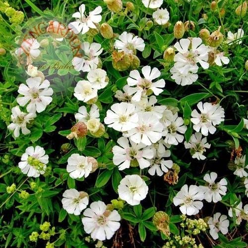 Silene tohumu beyaz çiçekli gümüş yapraklı silene maritima