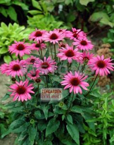 Rubinstein ekinezya pembe echinacea bare root