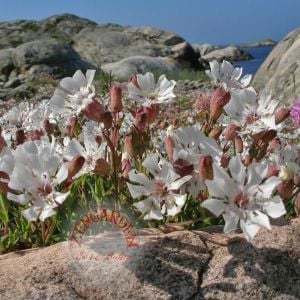 Silene tohumu beyaz çiçekli gümüş yapraklı silene maritima