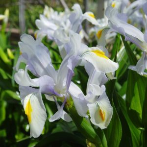 Süsen iris magnifica saksıda yetişmiş