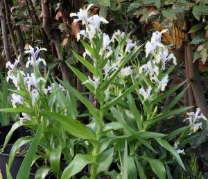 Süsen iris magnifica saksıda yetişmiş