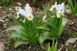Süsen iris magnifica saksıda yetişmiş