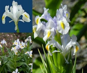Süsen iris magnifica saksıda yetişmiş