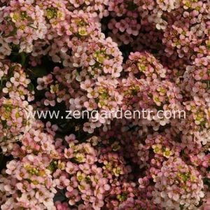 Kokulu ballıca alyssum tohumu easter bonnet peach şeftali rengi alisyum