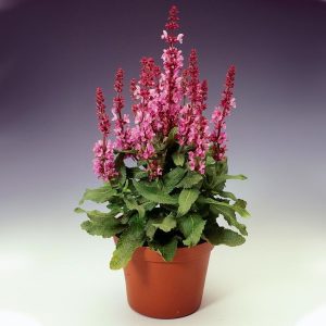 Salvia superba rose queen fidesi süs adaçayı
