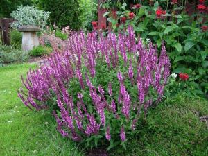 Salvia superba rose queen fidesi süs adaçayı