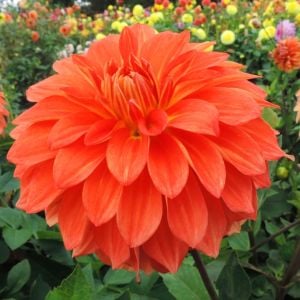 Turuncu yıldız çiçeği fidesi dalya dahlia lubega power orange