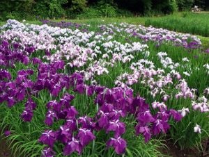 Süsen iris kaempferi ensata saksıda yetişmiş karışık renk