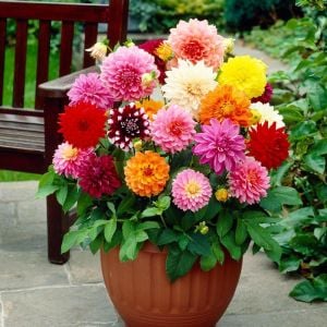 Turuncu yıldız çiçeği fidesi dalya dahlia lubega power orange