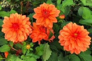 Turuncu yıldız çiçeği fidesi dalya dahlia lubega power orange