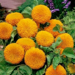 Teddy bear ayçiçeği tohumu bodur kesme çiçek helianthus annuus