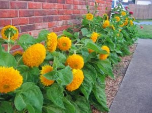 Teddy bear ayçiçeği tohumu bodur kesme çiçek helianthus annuus
