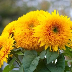 Teddy bear ayçiçeği tohumu bodur kesme çiçek helianthus annuus