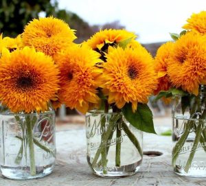 Teddy bear ayçiçeği tohumu bodur kesme çiçek helianthus annuus