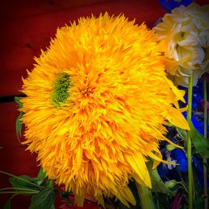 Teddy bear ayçiçeği tohumu bodur kesme çiçek helianthus annuus